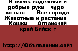 В очень надежные и добрые руки - чудо - котята!!! - Все города Животные и растения » Кошки   . Алтайский край,Бийск г.